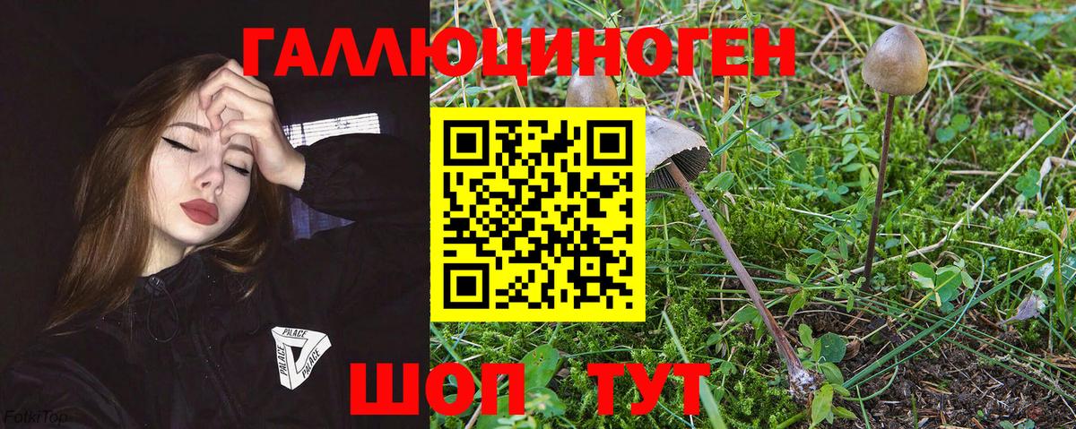 Галлюциногенные грибы Psilocybe Заволжье